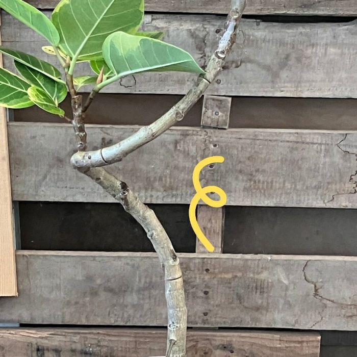 観葉植物現品販売