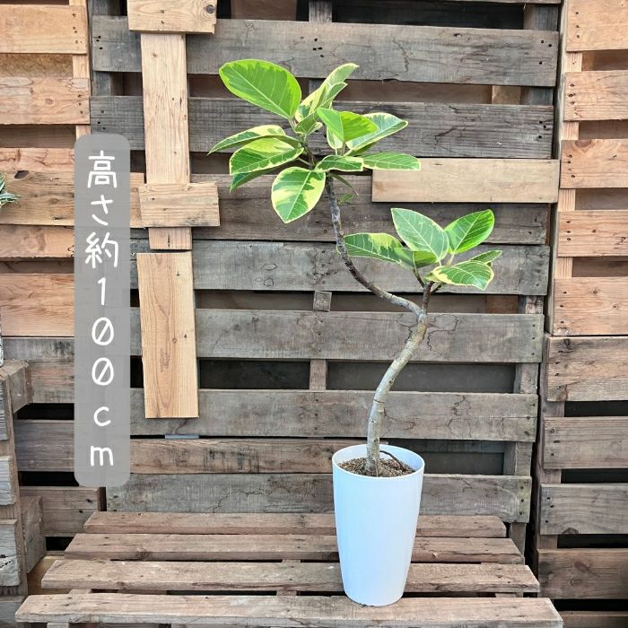 観葉植物現品販売