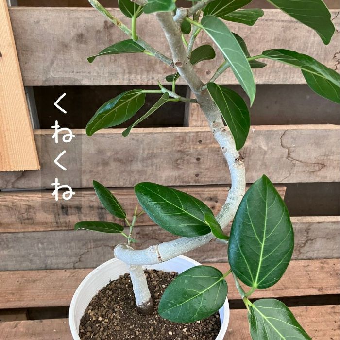 観葉植物現品販売