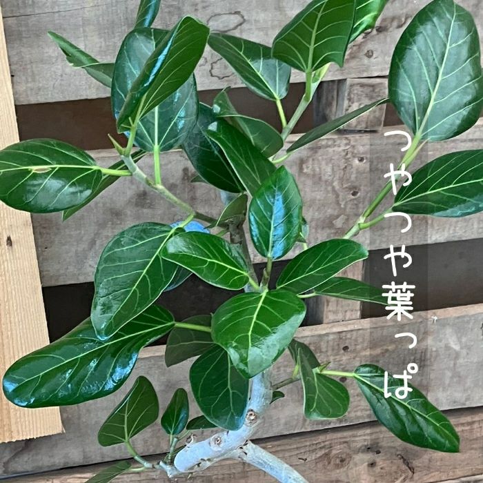 観葉植物現品販売