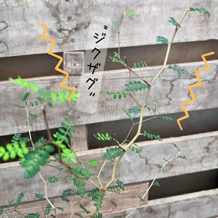 観葉植物現品販売