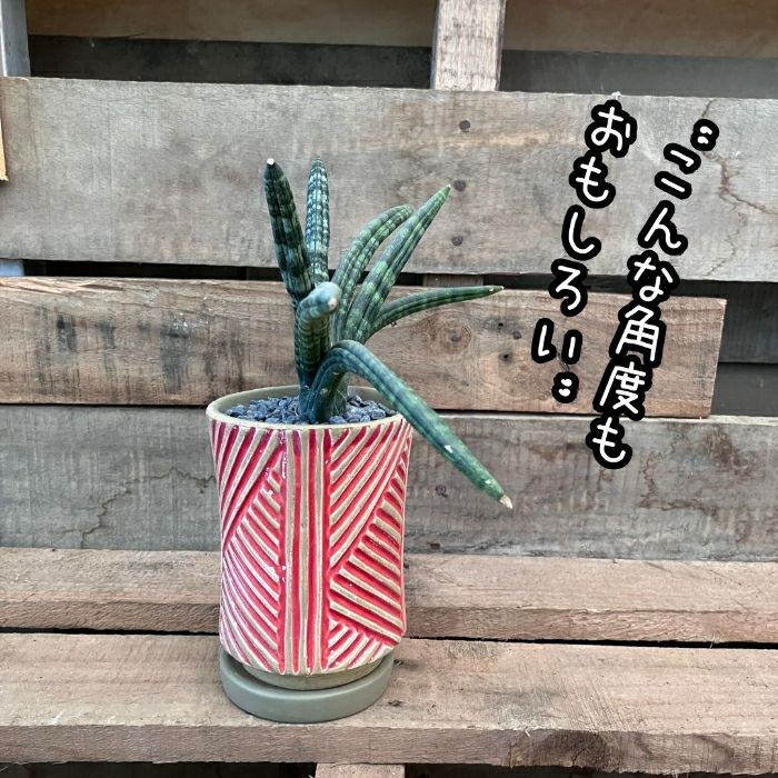 観葉植物現品販売