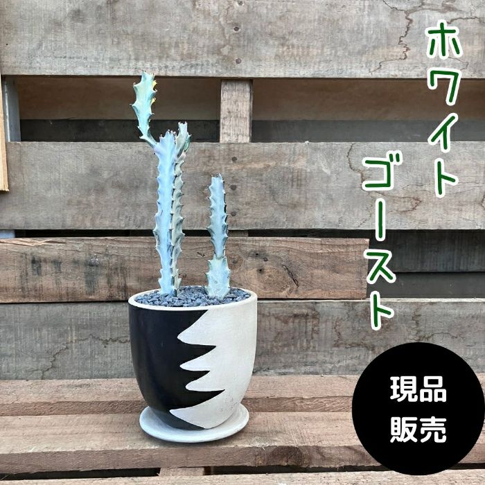 観葉植物現品販売