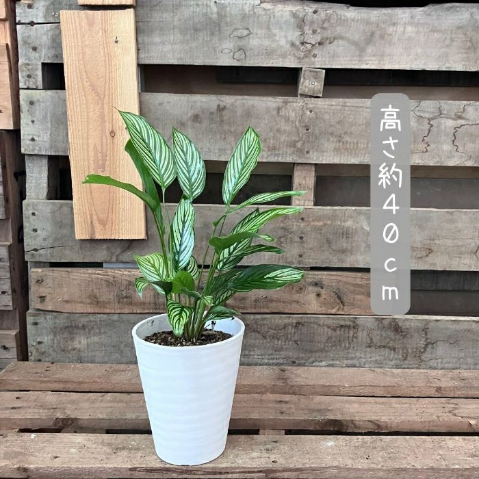 観葉植物現品販売