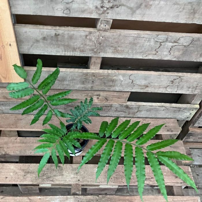 観葉植物現品販売