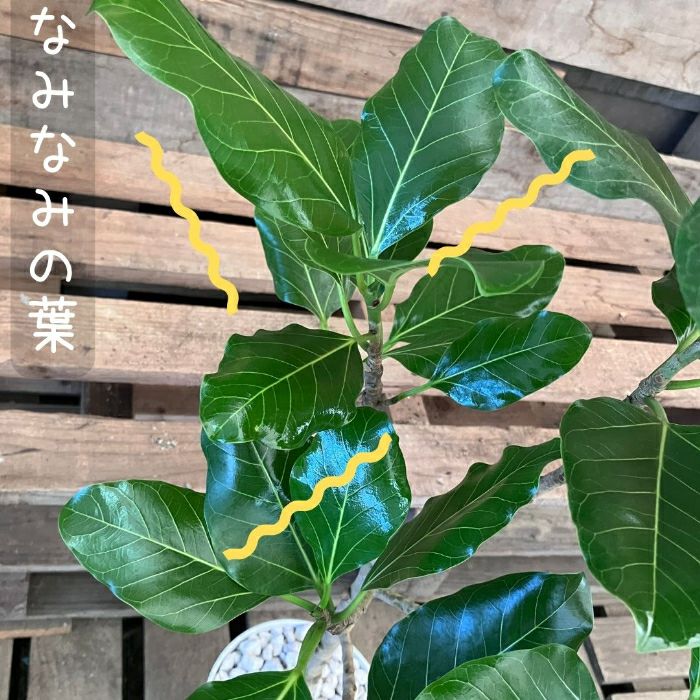 観葉植物現品販売