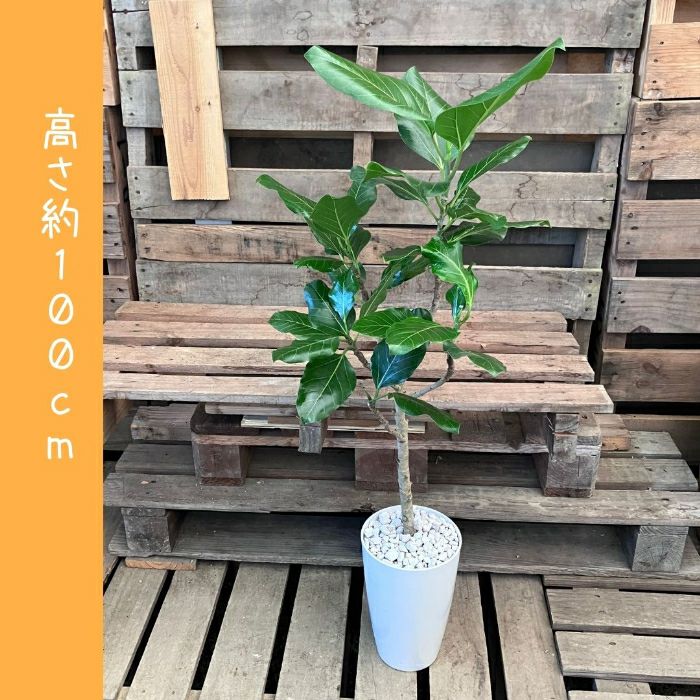 観葉植物現品販売