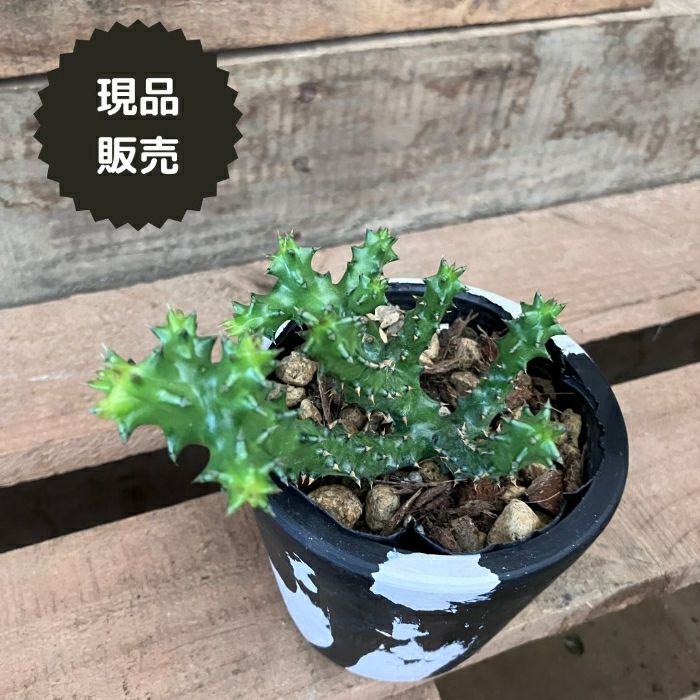 観葉植物現品販売