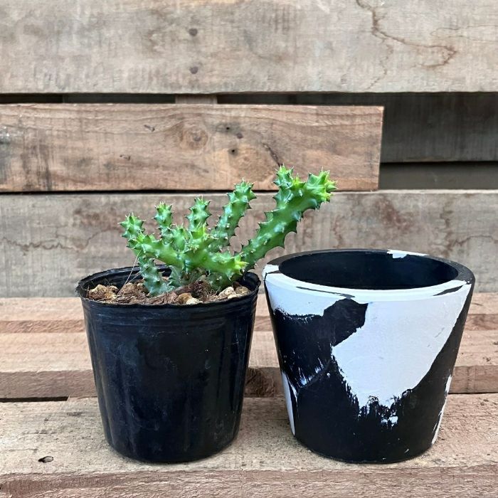 観葉植物現品販売