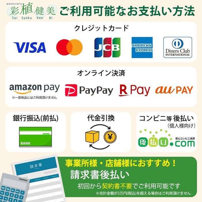 観葉植物現品販売