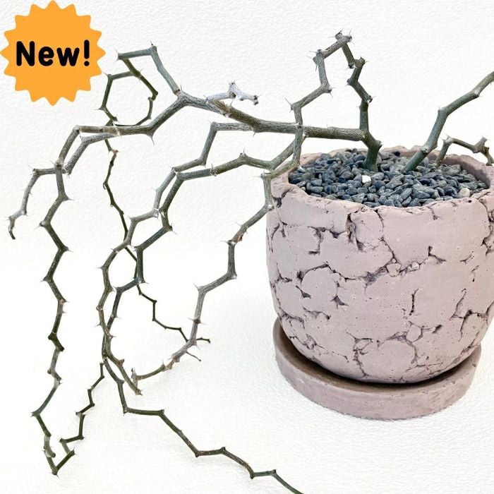 観葉植物 【現品】 希少 デカリア・マダガスカリエンシス 『ジグザグの