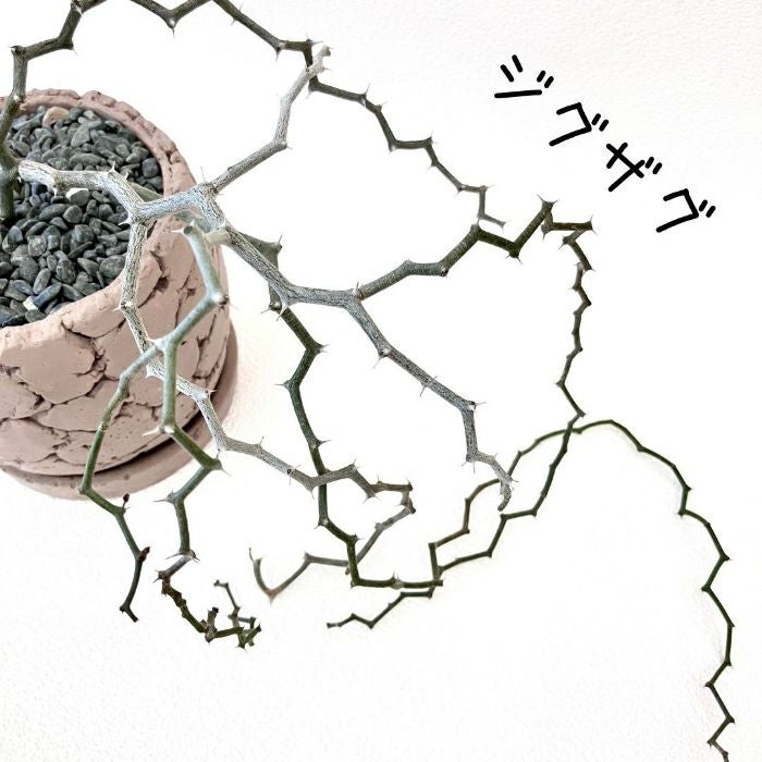 観葉植物現品販売