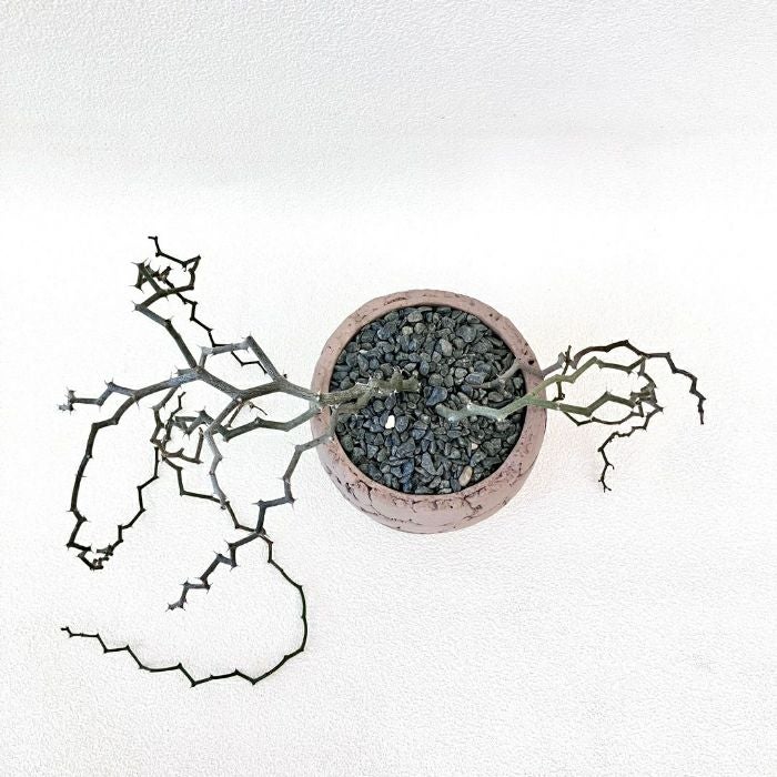 観葉植物現品販売