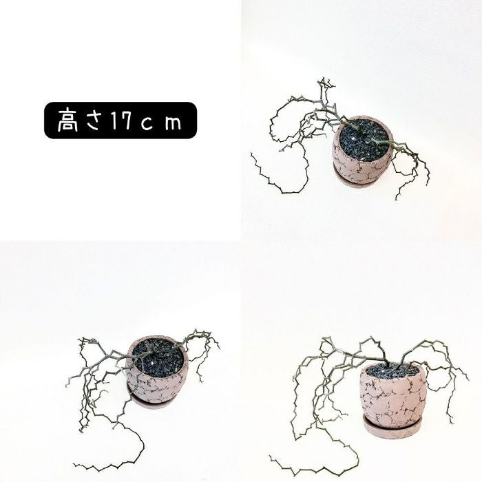 観葉植物現品販売