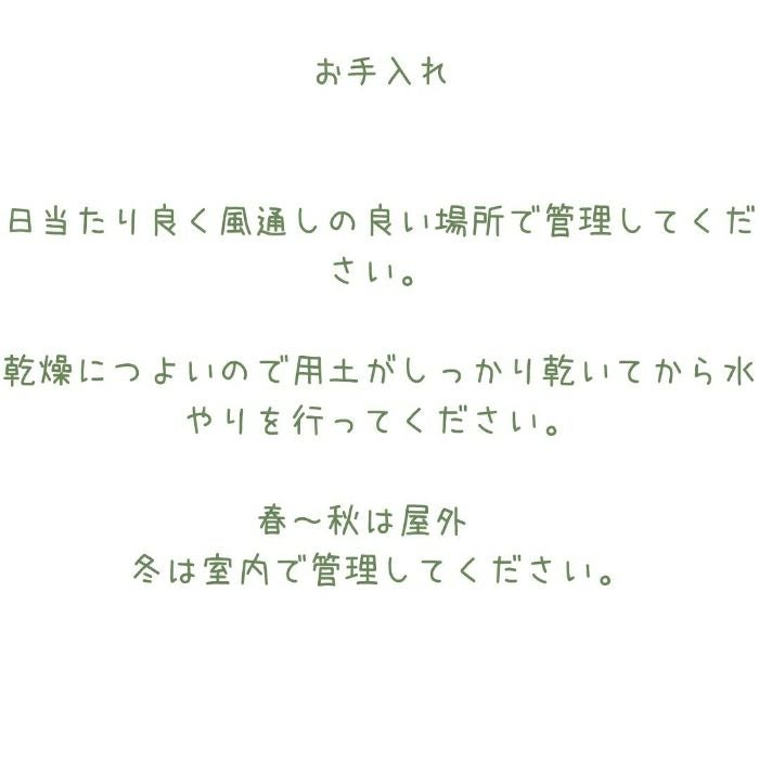 観葉植物現品販売