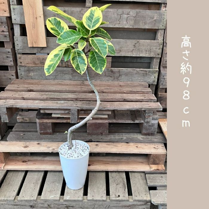 観葉植物現品販売