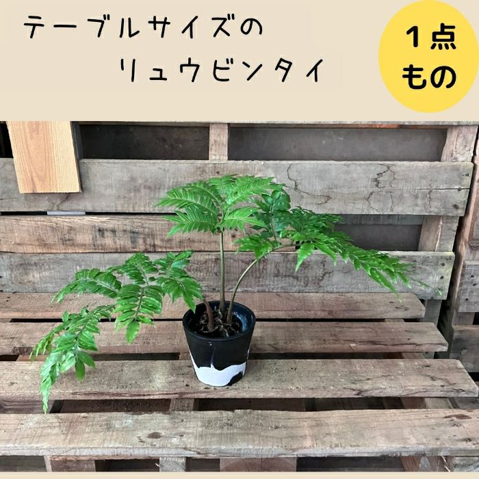 観葉植物現品販売