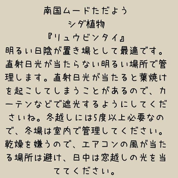 観葉植物現品販売