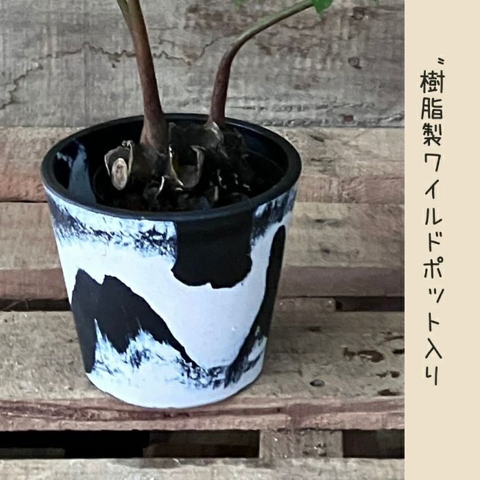 観葉植物現品販売