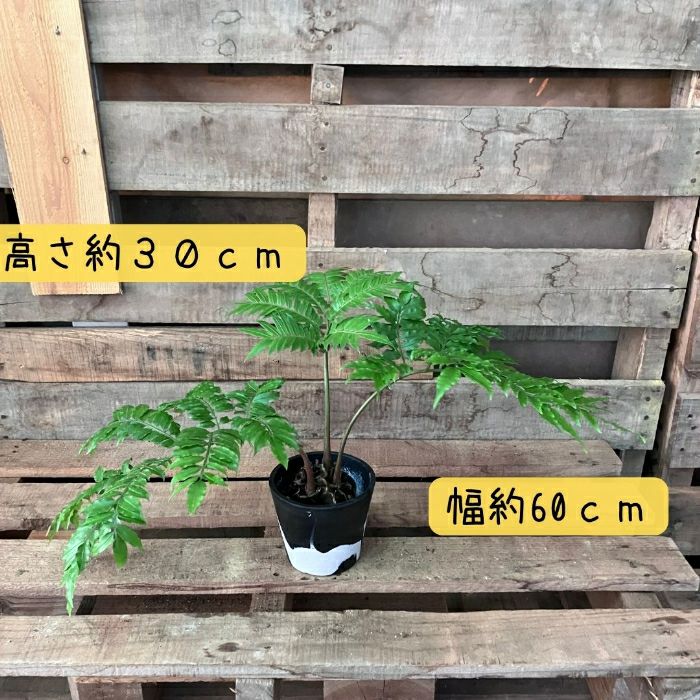 観葉植物現品販売