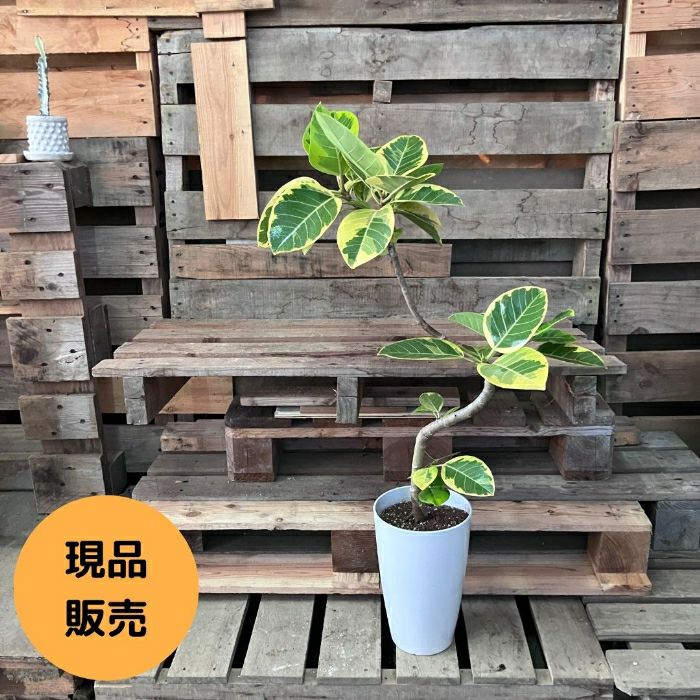 観葉植物現品販売