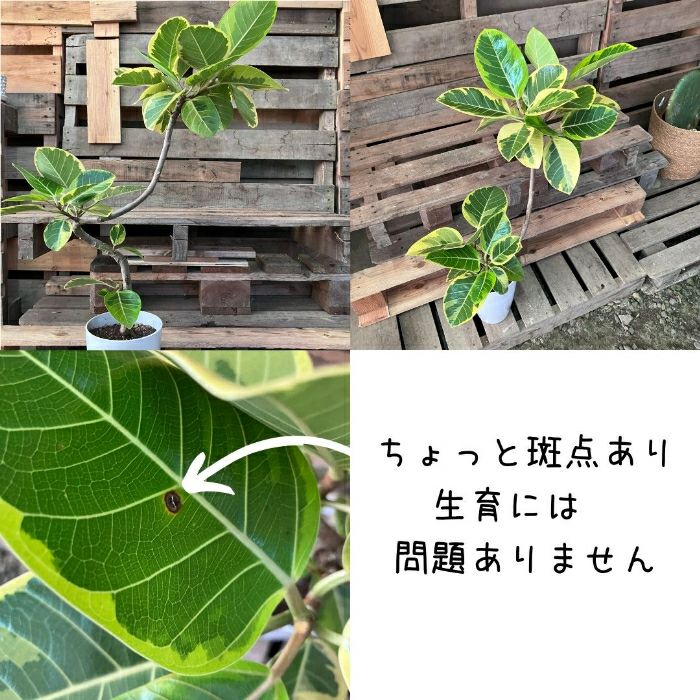 観葉植物現品販売