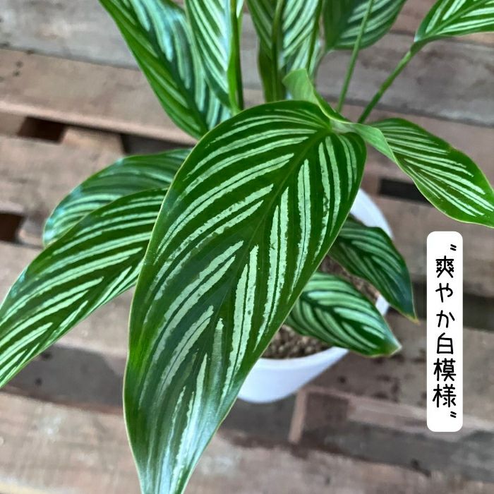 観葉植物現品販売