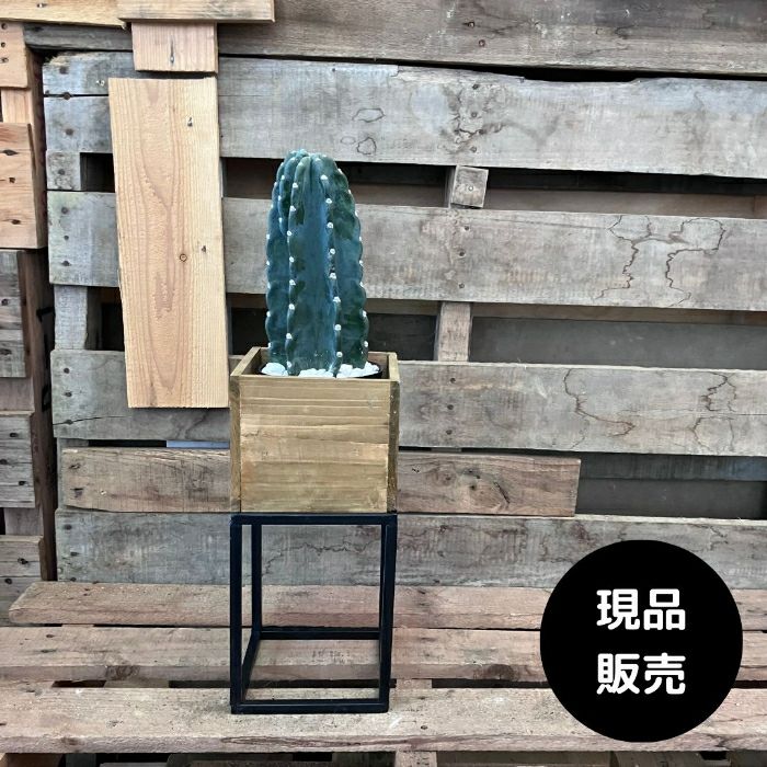 観葉植物現品販売