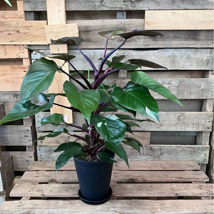 観葉植物現品販売