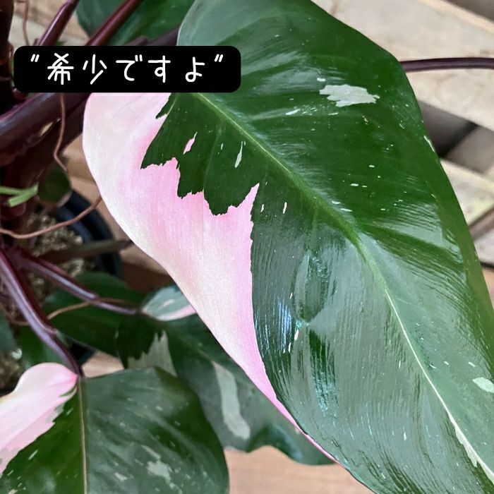 観葉植物現品販売