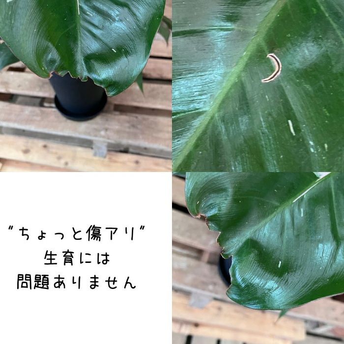 観葉植物現品販売