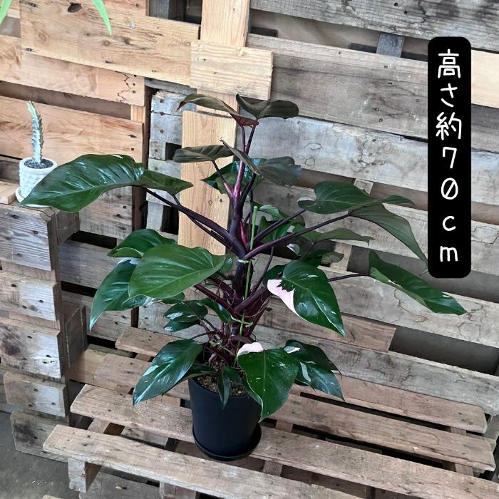 観葉植物現品販売
