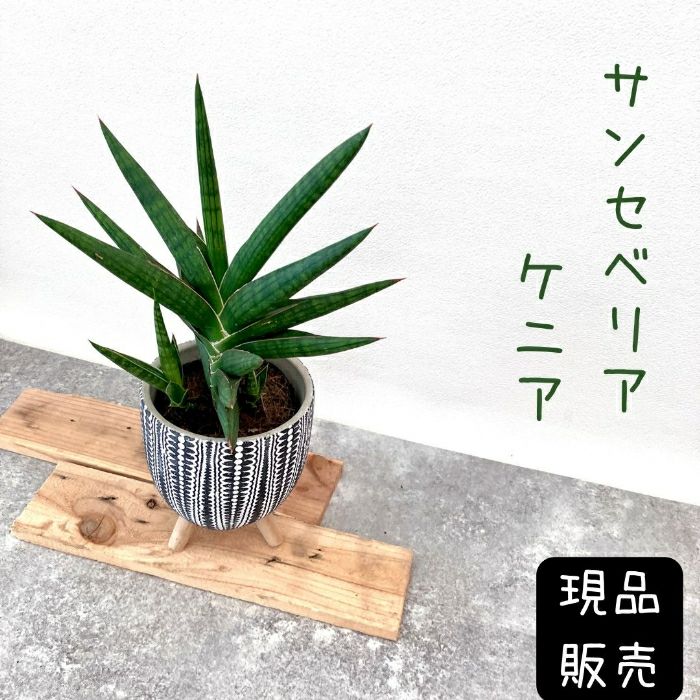観葉植物現品販売