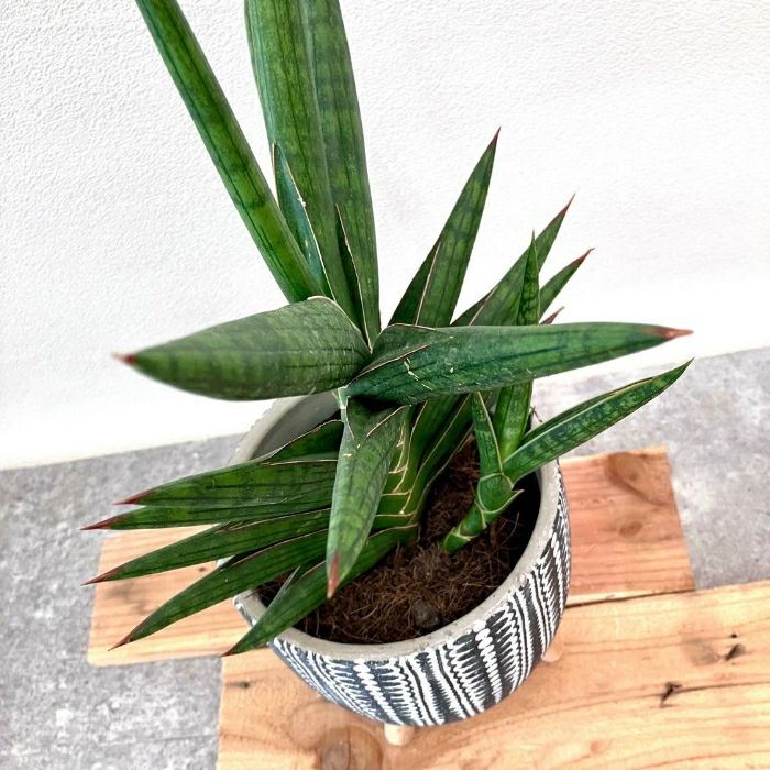 観葉植物現品販売