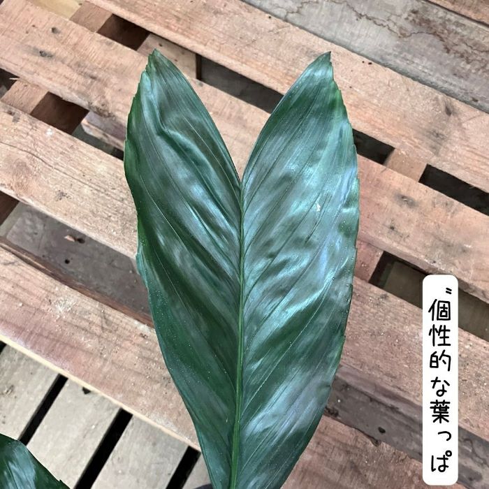 観葉植物現品販売