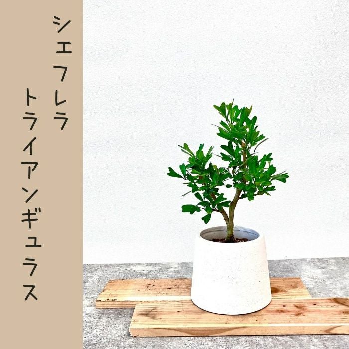観葉植物現品販売