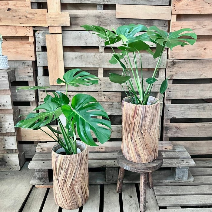 観葉植物現品販売