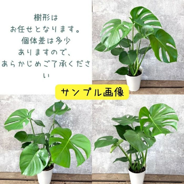 観葉植物現品販売