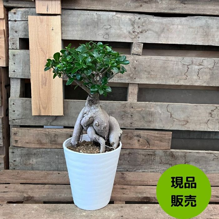 観葉植物現品販売
