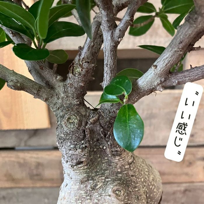 観葉植物現品販売