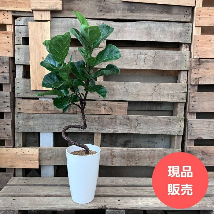 観葉植物現品販売