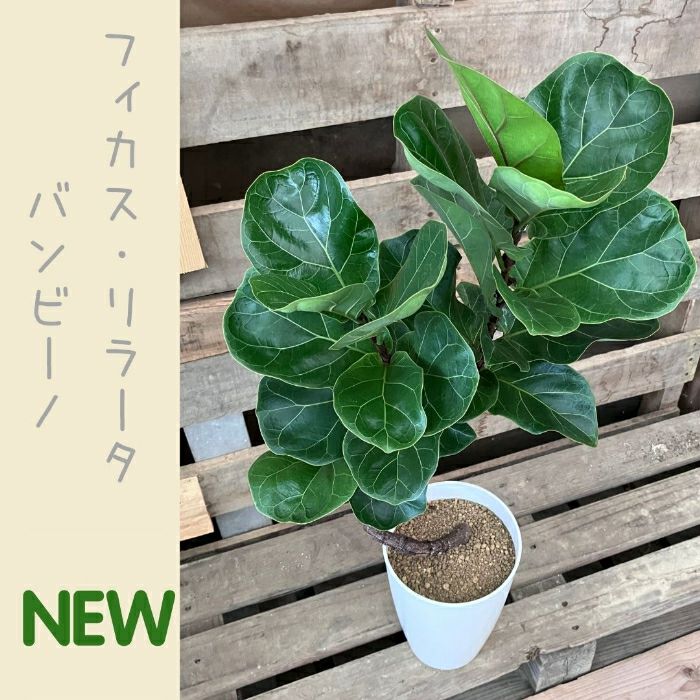 観葉植物現品販売