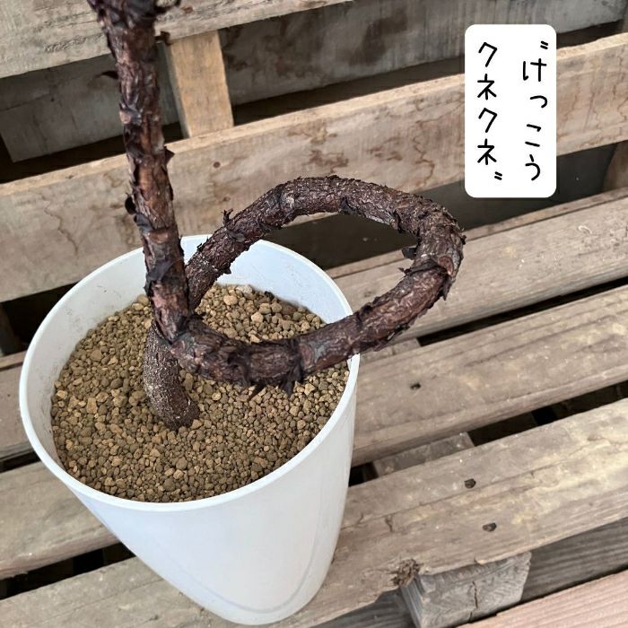 観葉植物現品販売