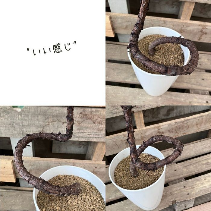 観葉植物現品販売