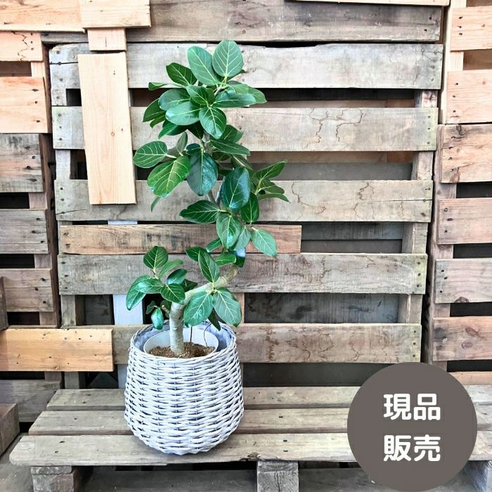 観葉植物現品販売
