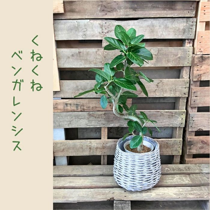 観葉植物現品販売