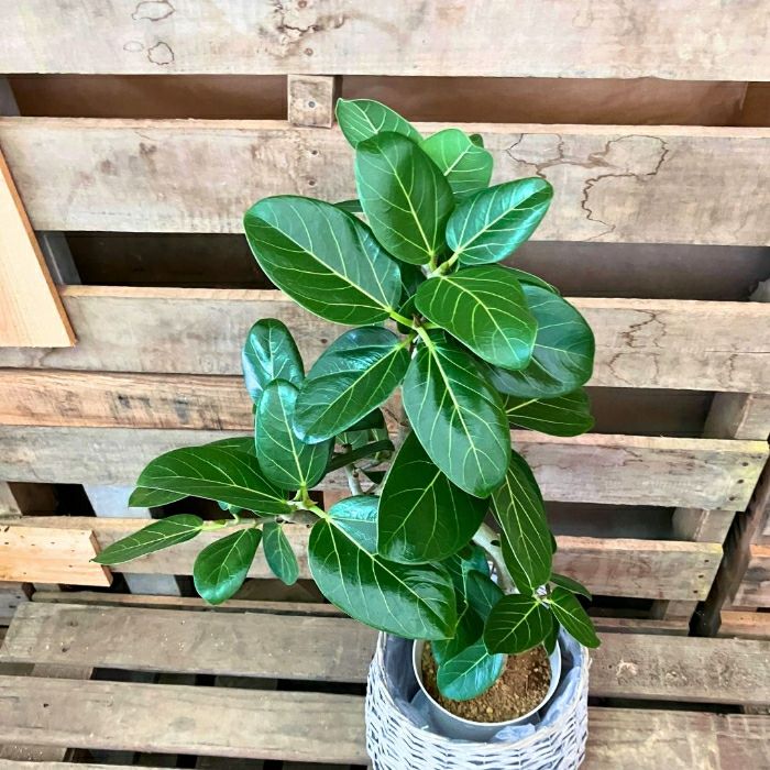 観葉植物現品販売