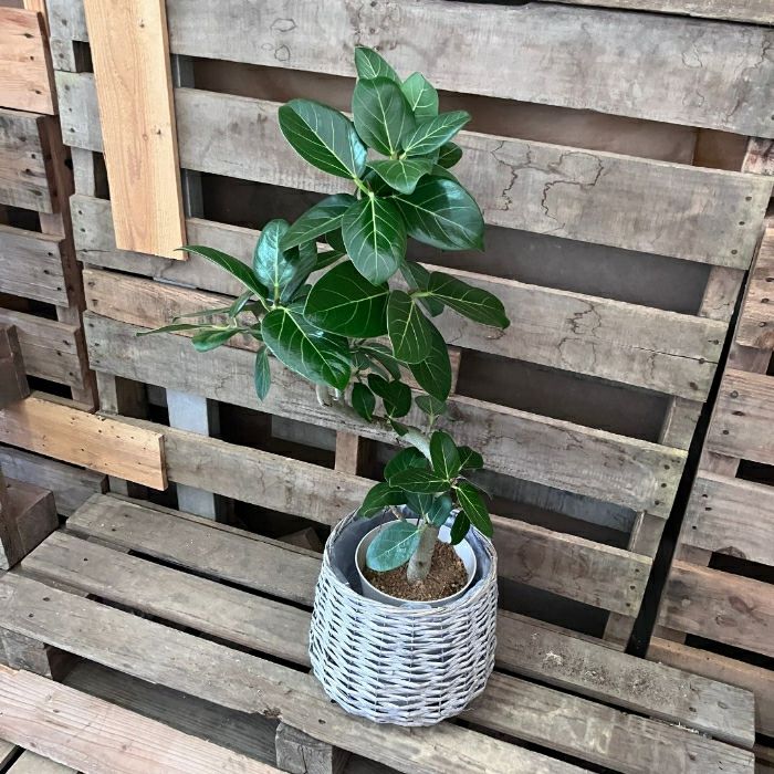 観葉植物現品販売