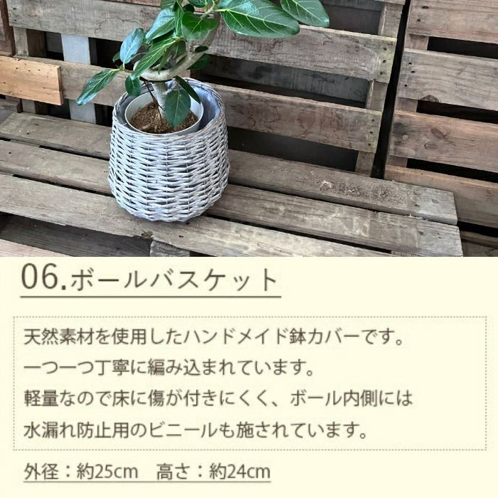 観葉植物現品販売