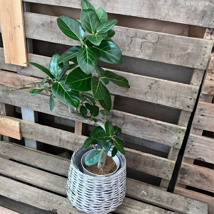 観葉植物現品販売